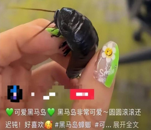 恒财网 用杀虫剂杀“蟑螂”，邻居生气了：这是我的宠物！民警调解赔400元